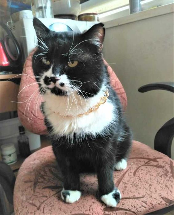 кот кастрир. умный, ласковый, молодой