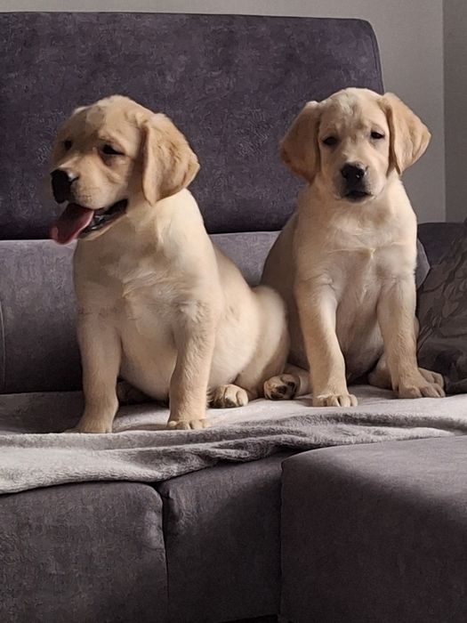 Labrador śliczny szczeniak