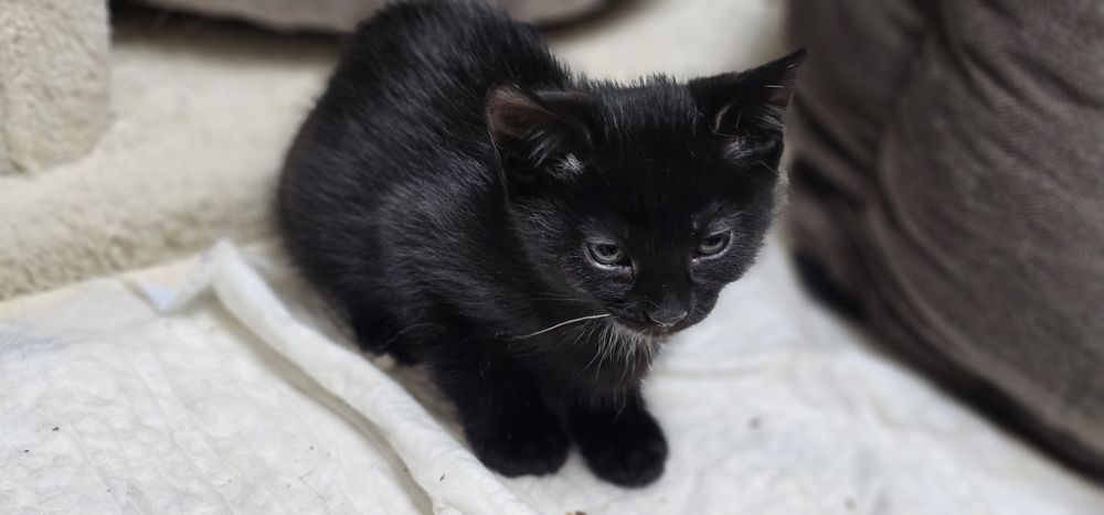 Віддамо кошеня в добрі руки 2-х місячне