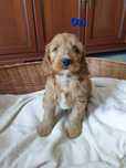 Cockapoo. Hybryda. Chłopczyk Ozi. Cocker Spaniel Angielski / Pudel min