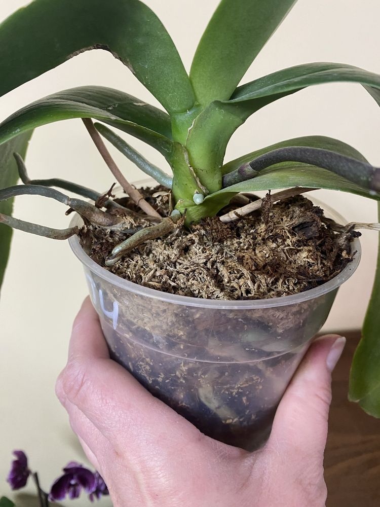 Орхідея Сан Бьюті