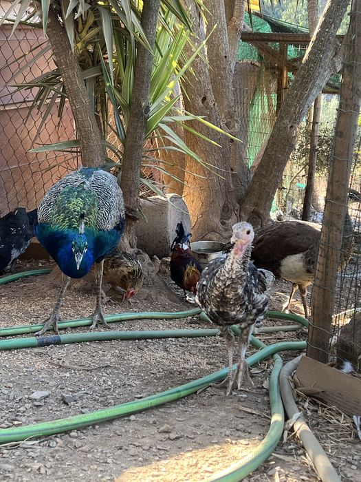 Casal de pavoes adultos reprodutores