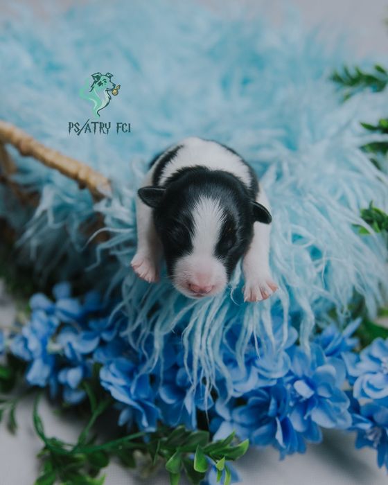 Psiatry FCI Border Collie samiec czarno biały