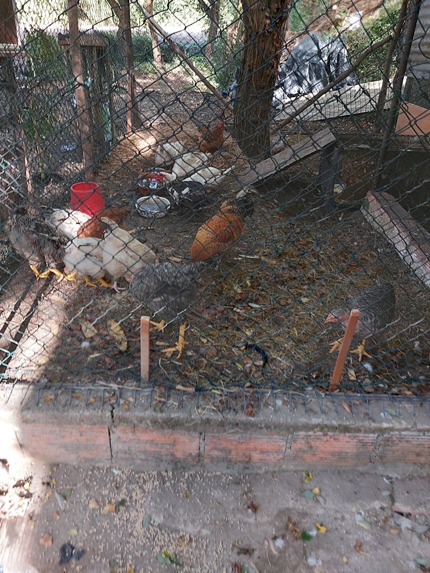 Vendo animais todos da quinta