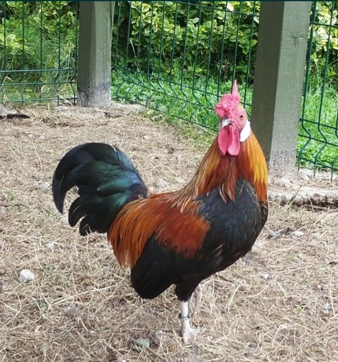 Bantamka Kogut  kury ozdobne