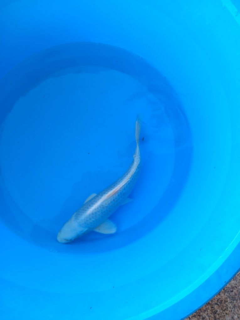 Carpa koi japonesa