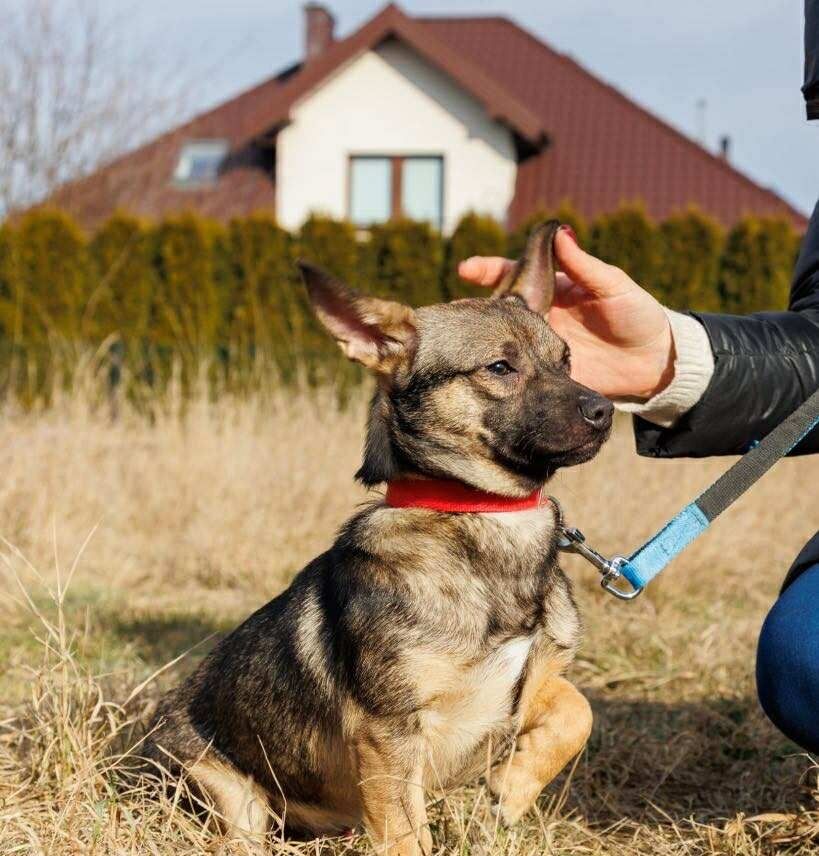 Mały Groszek szuka domu