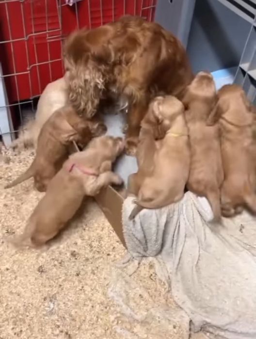 Цуценята англійських кокер спаніелів