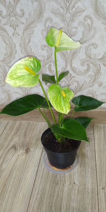 Антуріум Ваніла жовтий