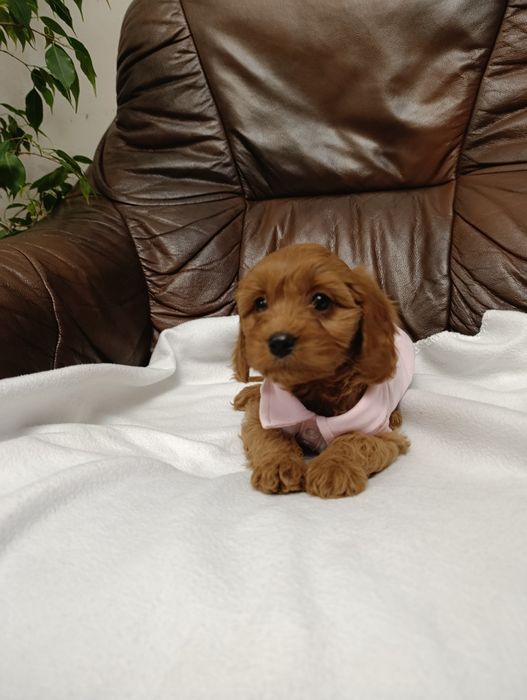 Cavapoo śliczna Suczka