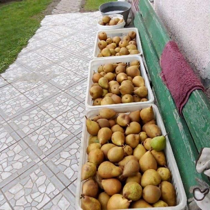 sprzedam gruszki 100% EKOLOGICZNE