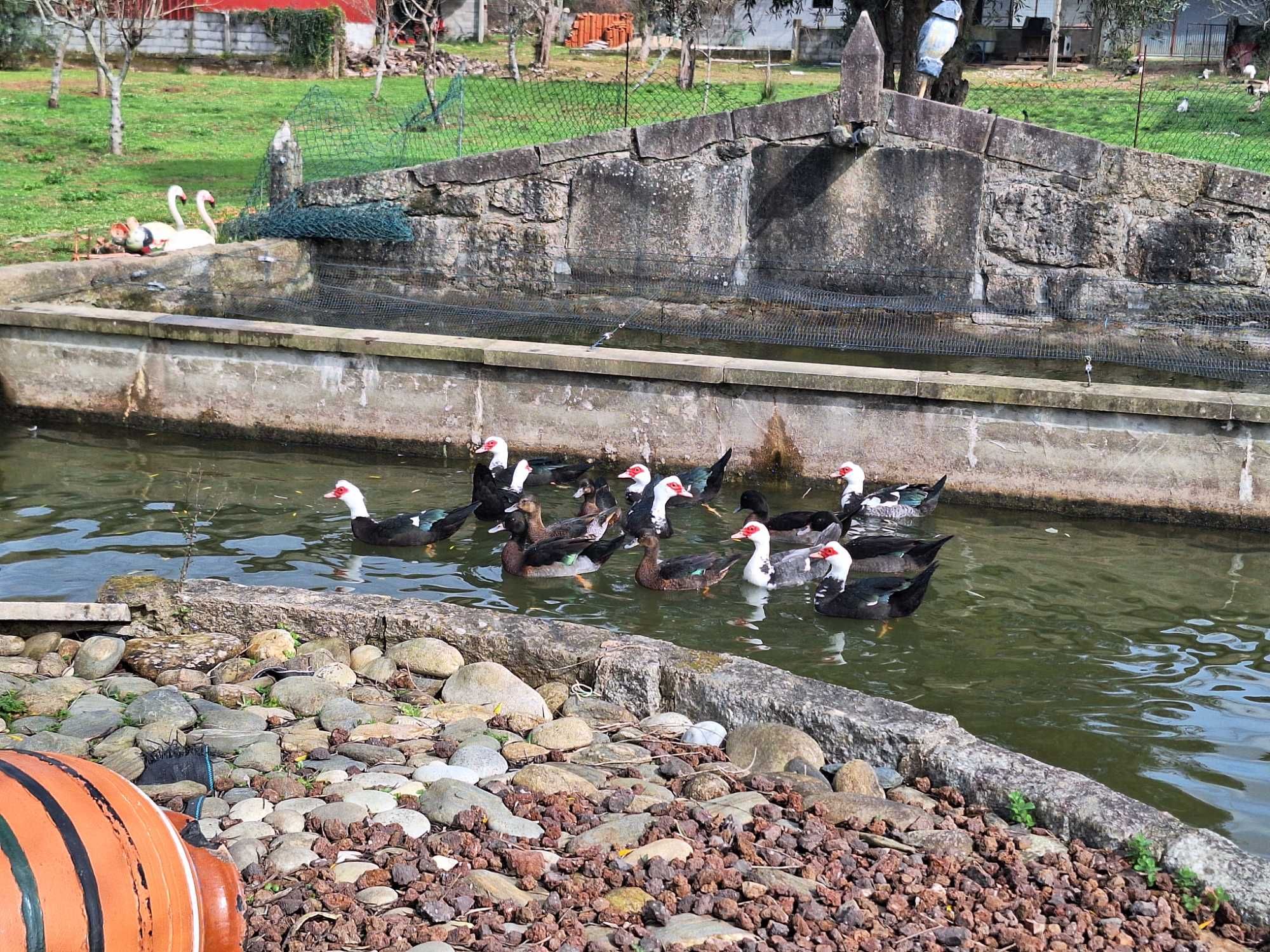 Patas e Patos Mudos Criação Caseira