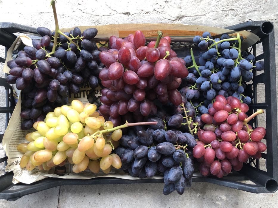 Саджанці та Черенки винограда