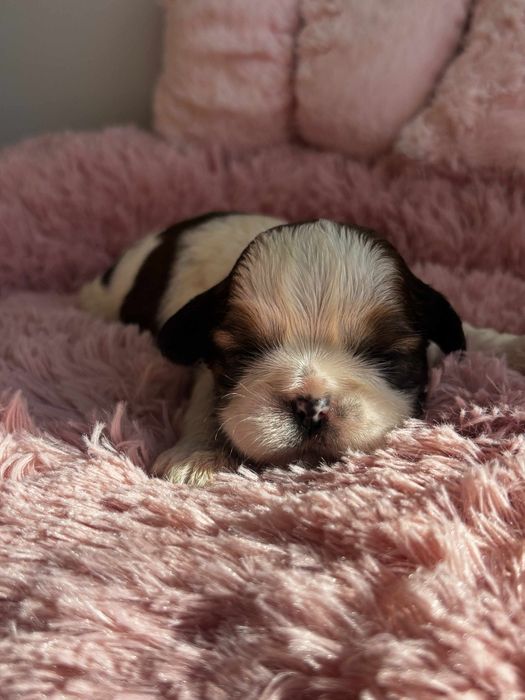 Piesek shih tzu tricolor