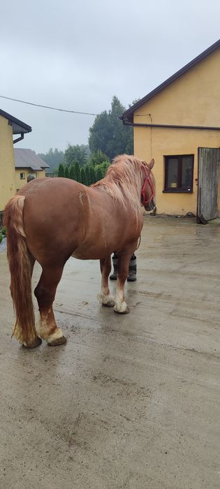 Ogier Sokólski - SPRZEDAM