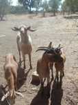 Família de cabras