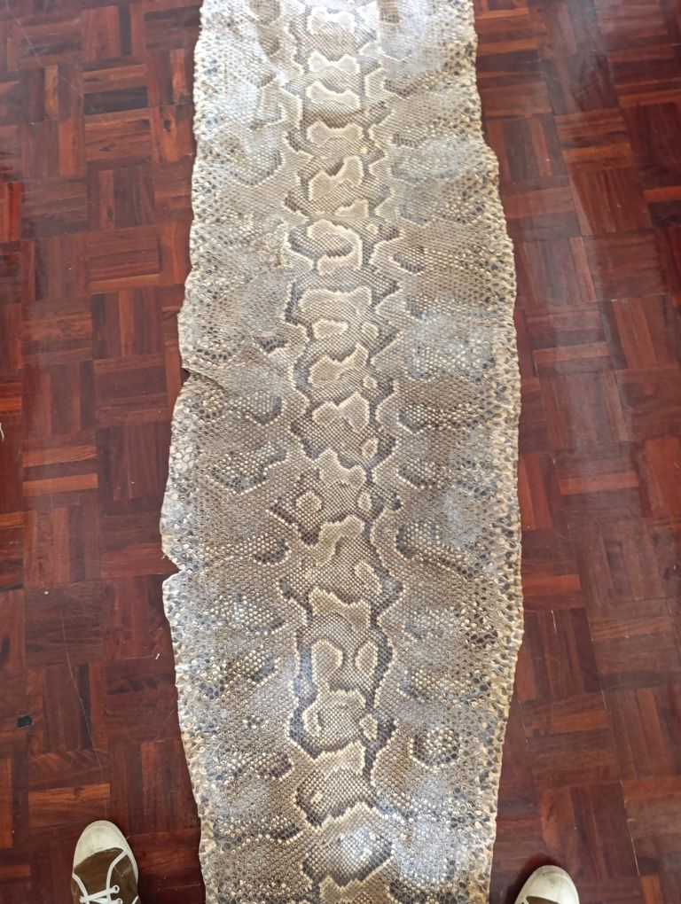 Grande pele de  cobra