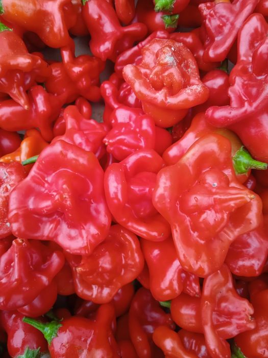 Vendo vaso com malaguetas muito picantes em forma de sinos.