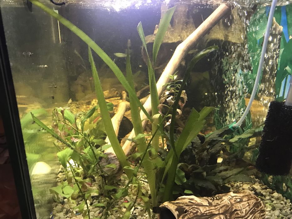 Sprzedam korzeń z drzewa gruszy do akwarium