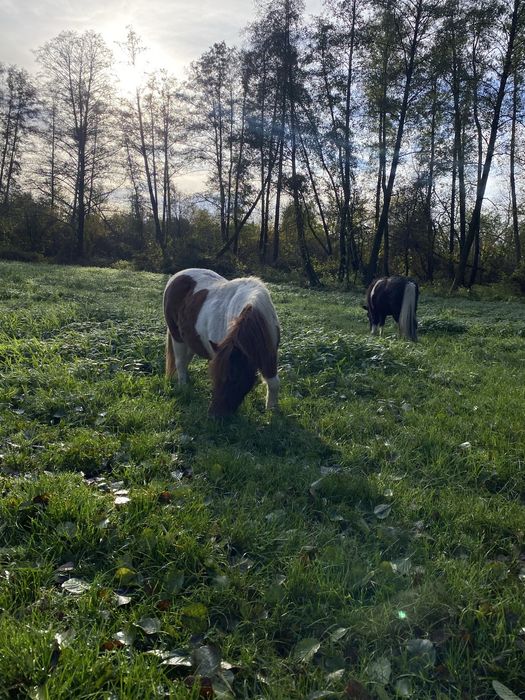 Sprzedam Klacz 3 lata