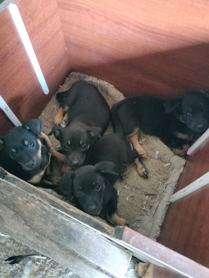 Pinscher não puros