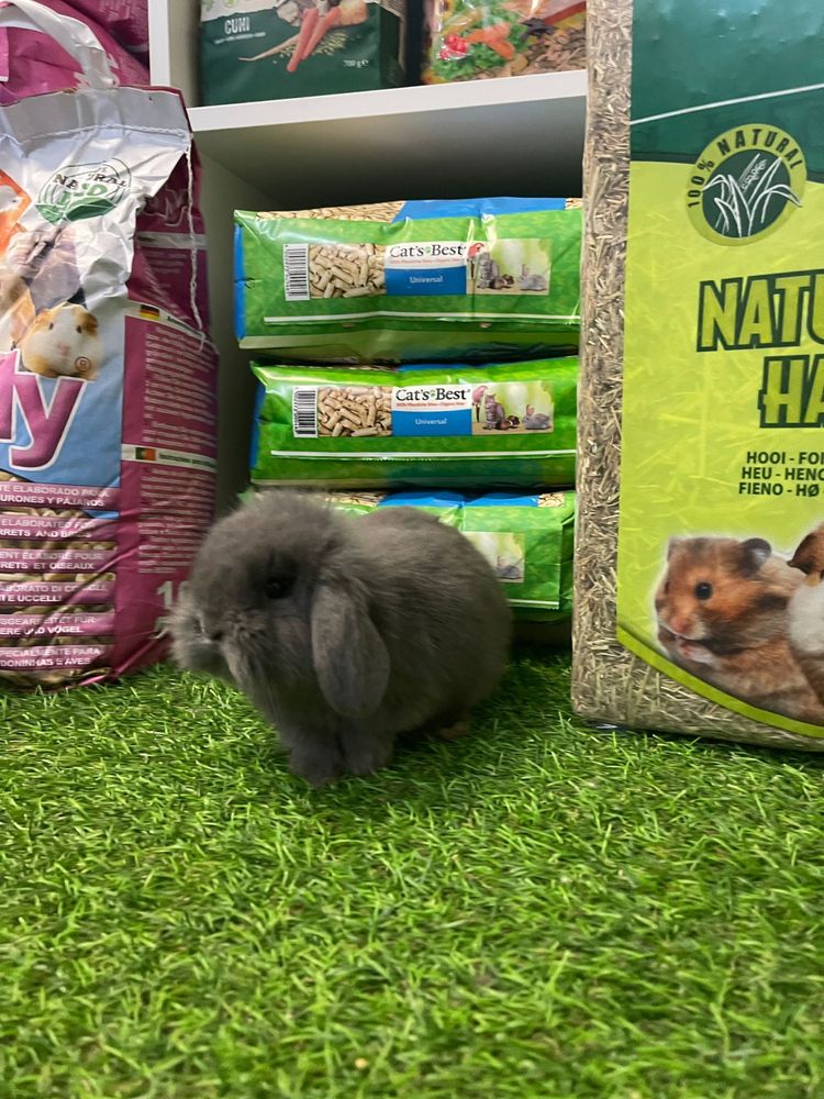 LOJA!! Coelho anão Belier e angora