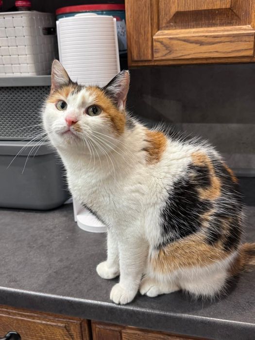 Hrabina szuka swojego królestwa na stałe