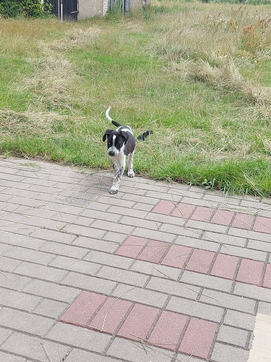 Oddam za darmo pieska.