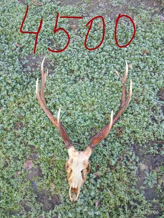 Продам рога та черепа