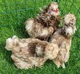 Ptaki ozdobne satyna frizzle silka