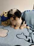 Czarno biała Suczka Shih Tzu