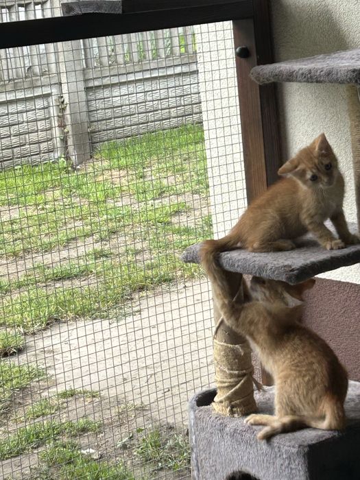 3 oswojone kocurki polecaja się do adoocji