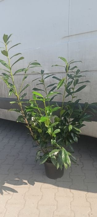 Cyprysowiec ,Castlewellan 250 cm tuje szmaragd