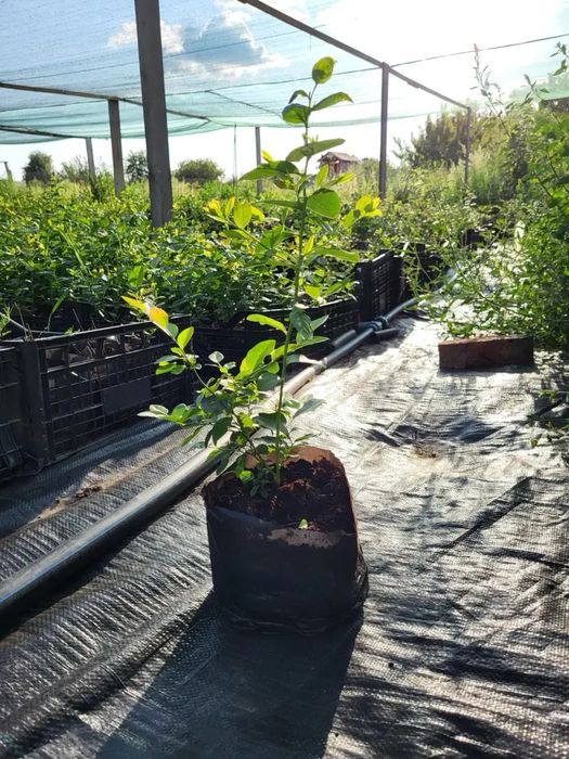 Саджанці лохини / Саженцы голубики 15 сортів | Блюкроп та інші