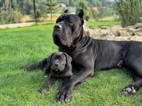 Zapowiedź miotu Cane Corso ZKwP/FCI - koniec czerwca 2025