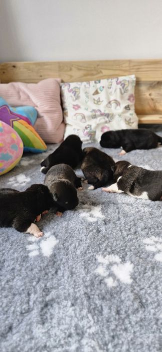 Akita Amerykanska FCI piesek zkwp