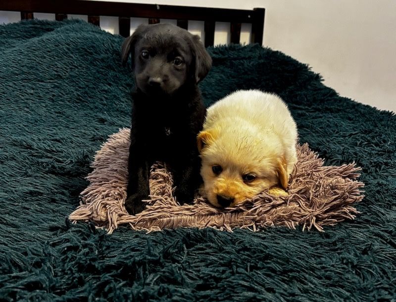 Oddam pieski w dobre ręce