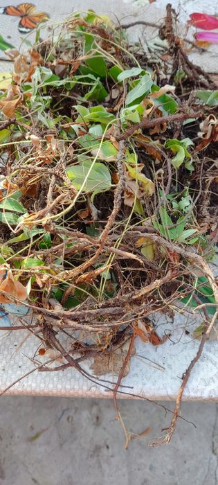 Продаю  віникі для бані дуб - і береза , рвзні трави ,коріння п'ятипал