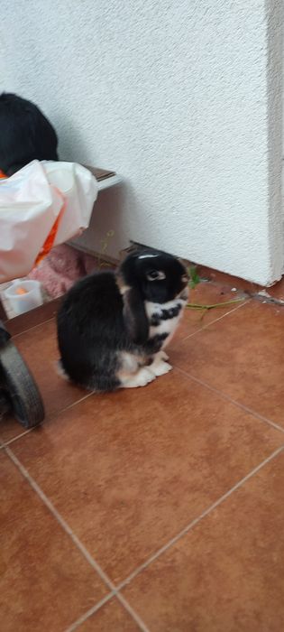 Львиноголовые и баранчик крольчата