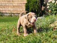 Szczeniaki bandog - cane corso dog argentyński mastino presa tosa