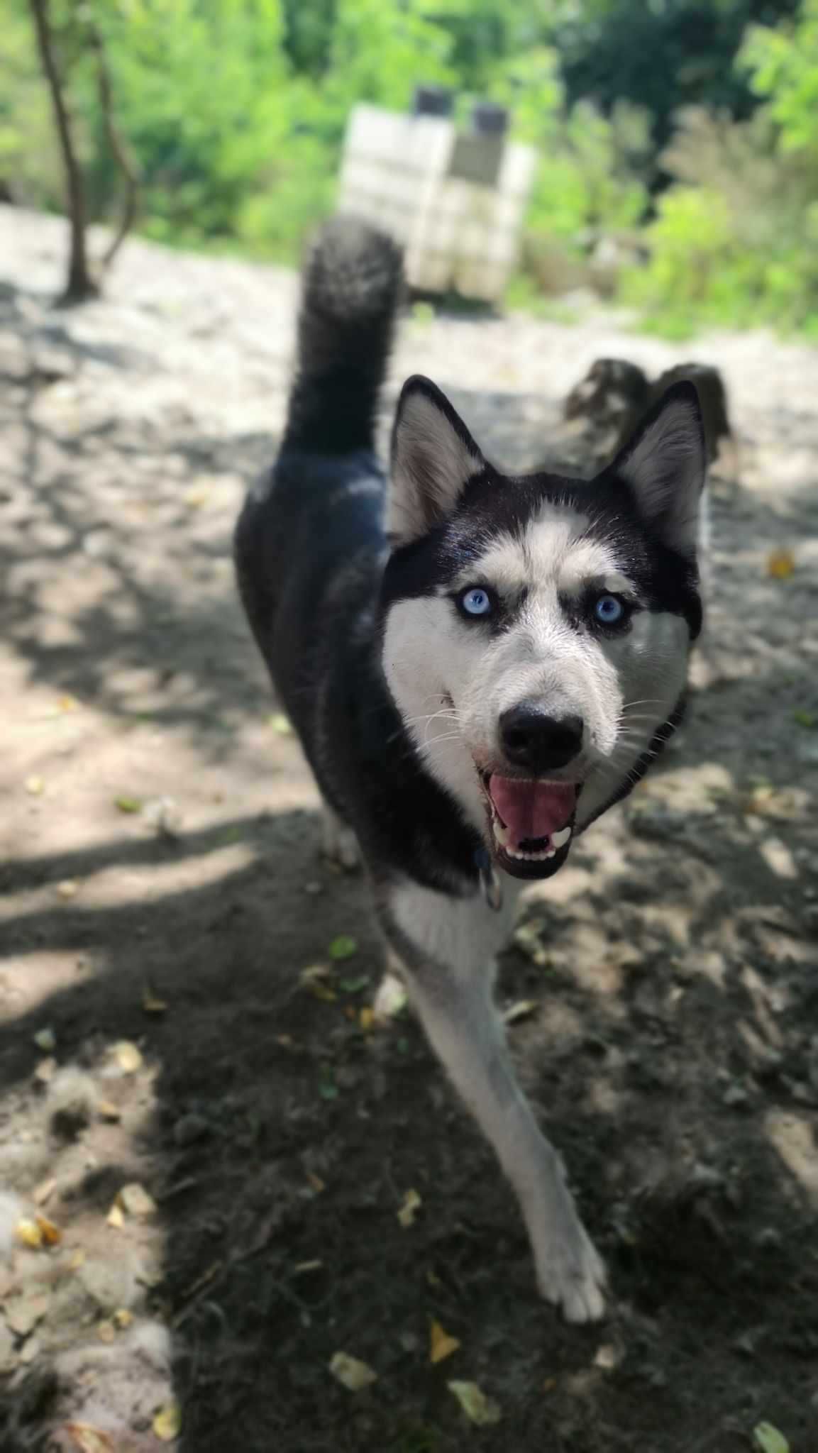 Piękna, młoda suczka w typie husky Inari szuka aktywnego opiekuna
