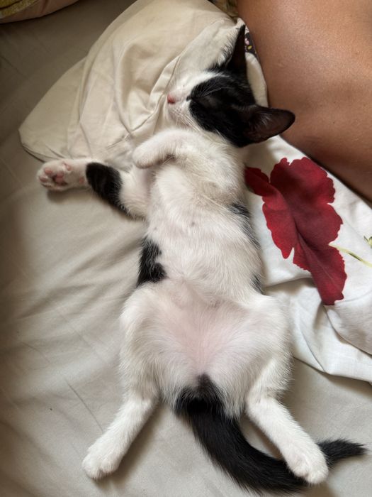 Котик, кошеня, киця, кітик, кицюня