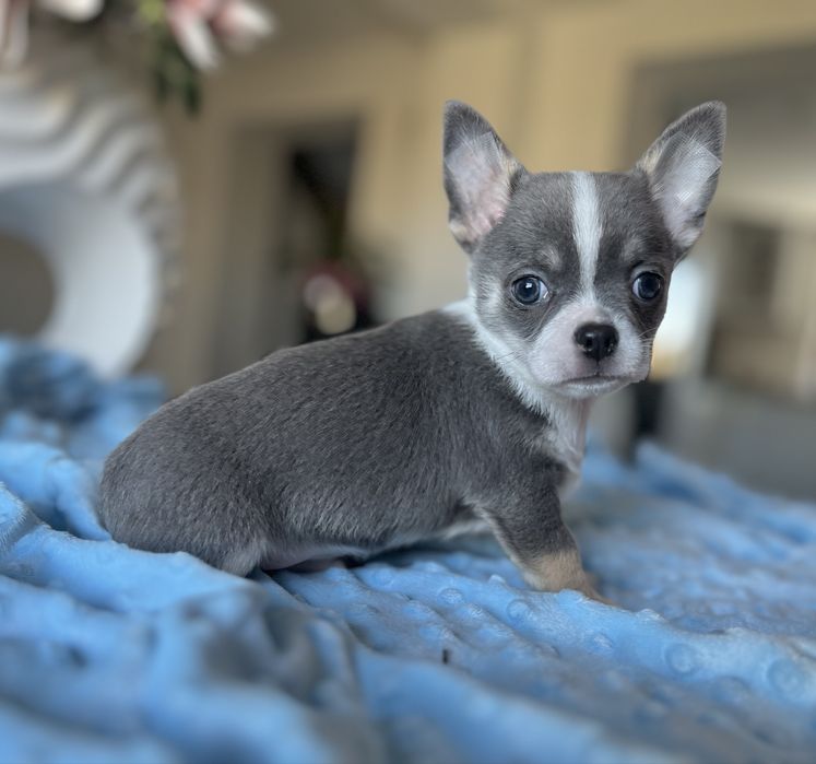 Chihuahua krótkowłosa