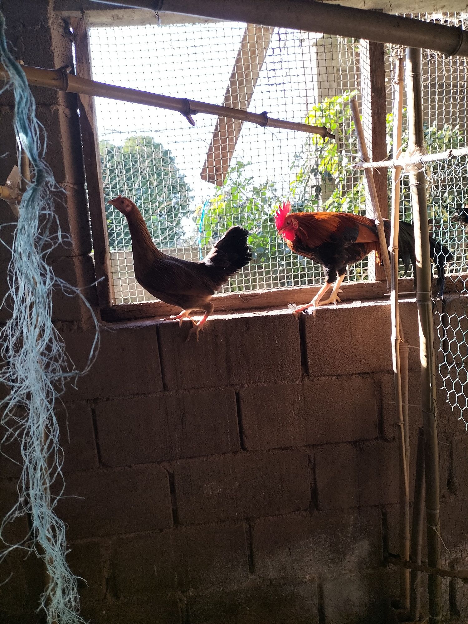 Trio de Ayam Ketawa