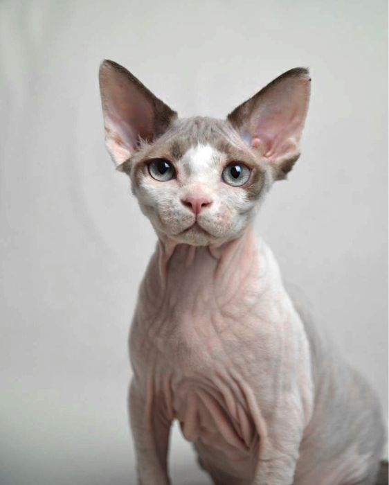 Ліловий девон рексик