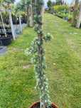 Cedr libański Atlantica Glauca Pendula