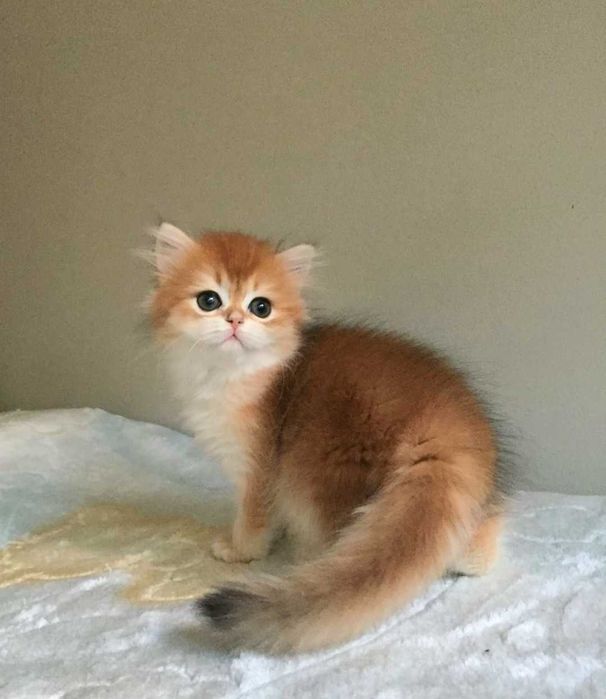 Kotka szkocka prostoucha, złota szynszyla