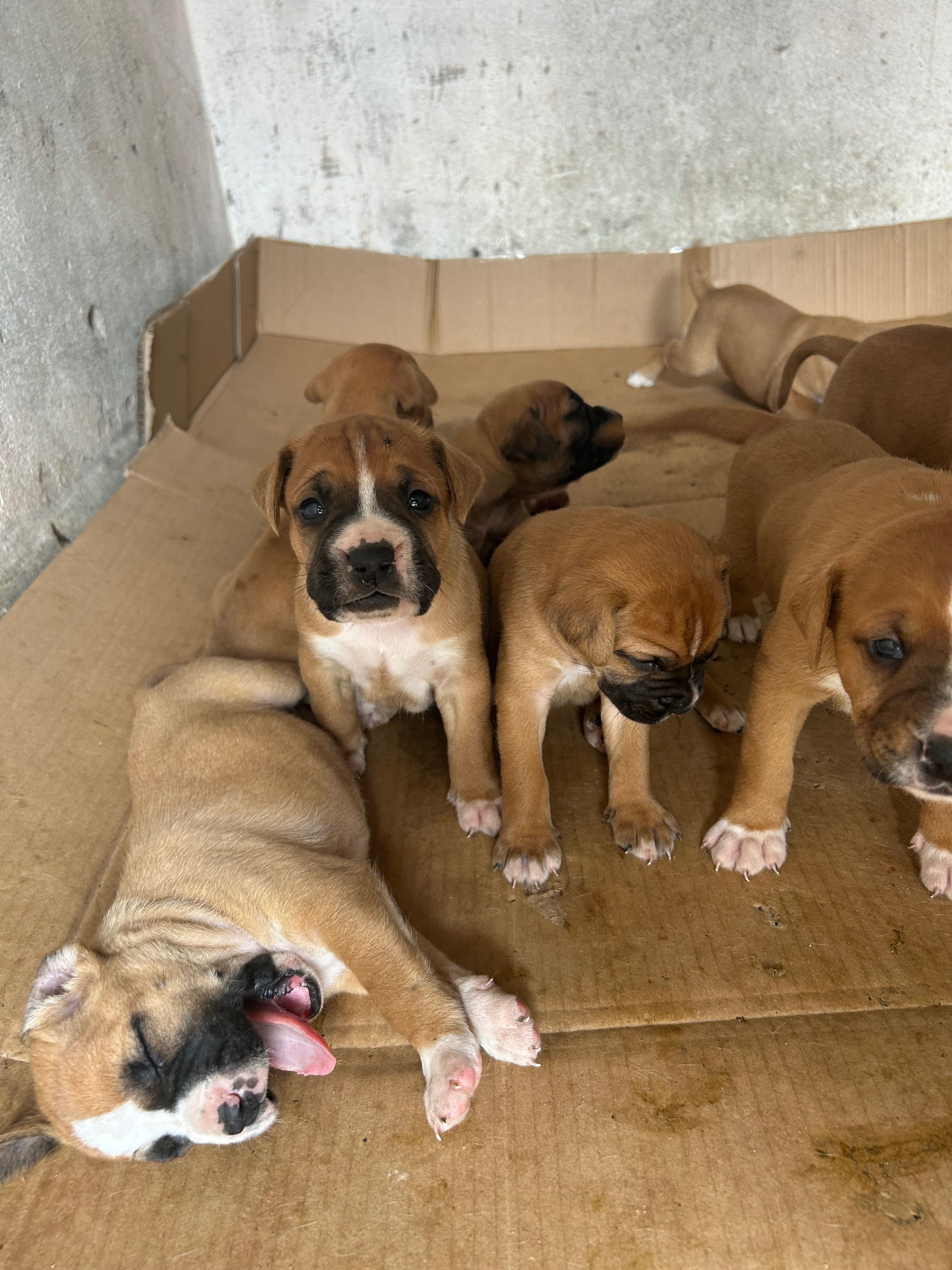 Boxer Bebé para Adoção