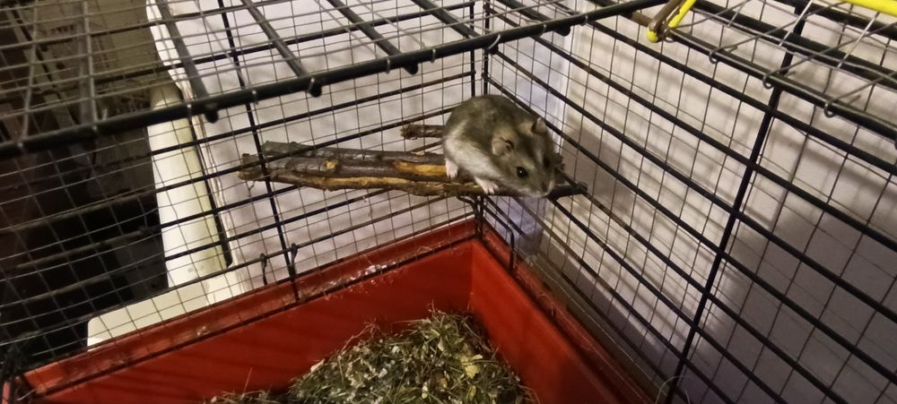 Хом'як джунгарський