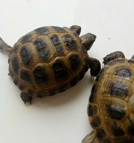 Черепаха степова середньоазiйська сухопутна молоденька